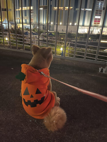 unnamed-2024-10-20t205828-376