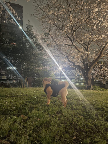 unnamed-2025-03-30t222619-047